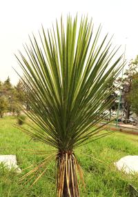 Yucca mixtecana image