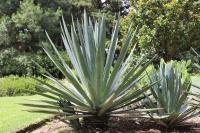 Agave sisalana image
