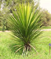 Yucca mixtecana image