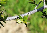Quercus brandegeei image