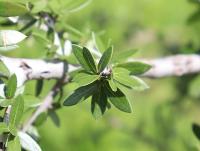 Quercus brandegeei image