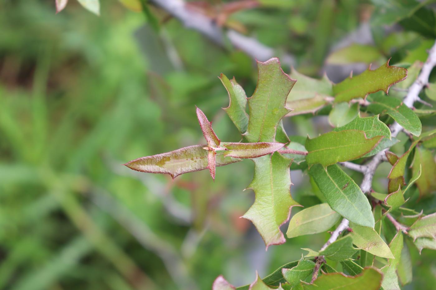 Quercus brandegeei image