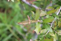 Quercus brandegeei image