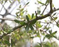 Quercus brandegeei image