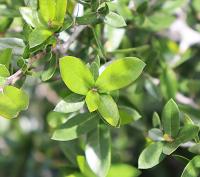 Quercus brandegeei image