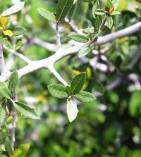 Quercus brandegeei image