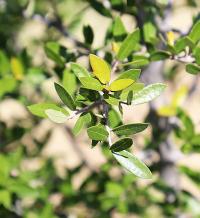 Quercus brandegeei image