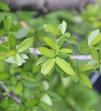 Quercus brandegeei image