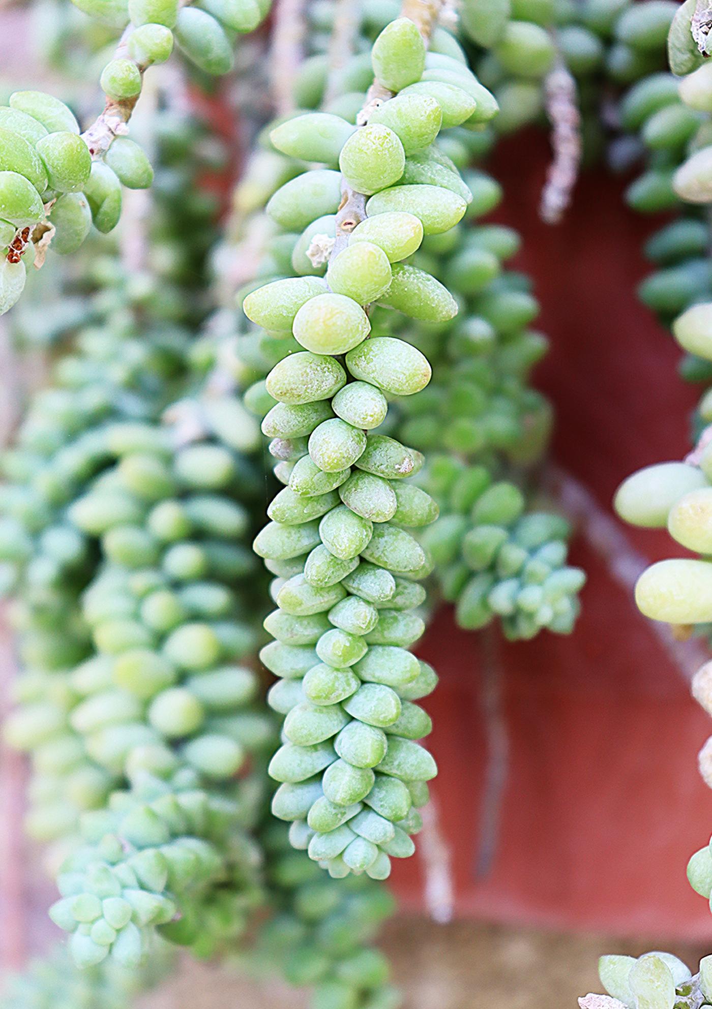 Sedum burrito image
