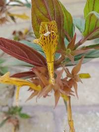 Columnea schiedeana image