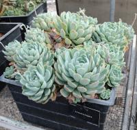 Echeveria elegans image