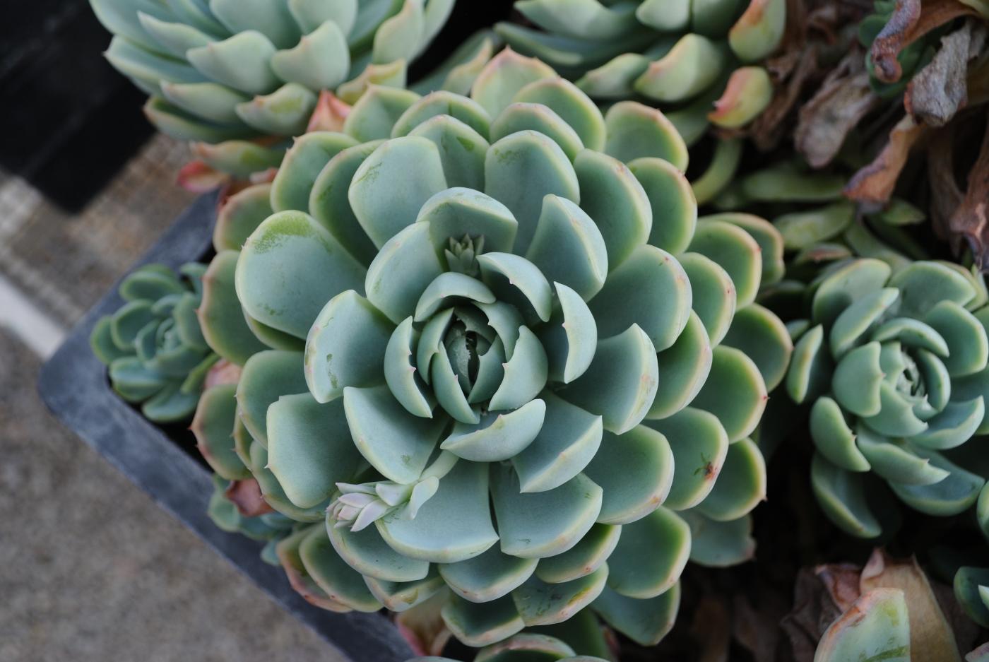 Echeveria elegans image