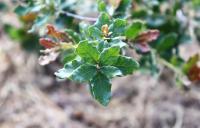 Quercus tinkhamii image