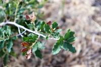 Quercus tinkhamii image