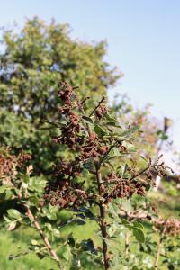 Rhus pachyrrhachis image