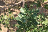 Rhus pachyrrhachis image