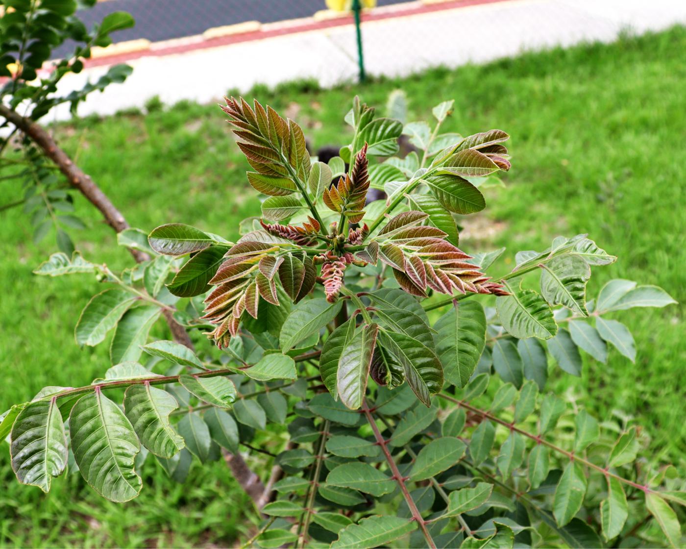 Spondias purpurea image