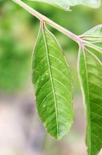 Spondias purpurea image