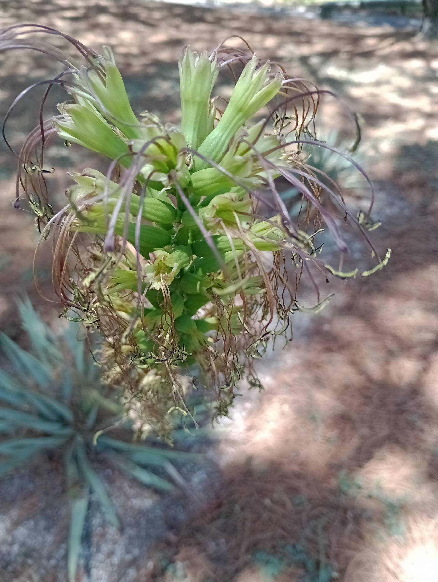 Agave dealbata image