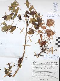 Bursera ovalifolia image
