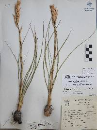 Pitcairnia karwinskyana image