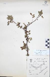 Bursera fagaroides image