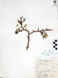 Bursera fagaroides image