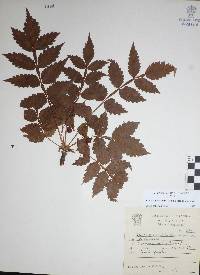 Bursera penicillata image