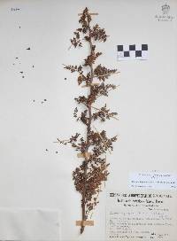 Bursera bipinnata image