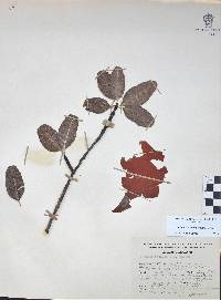 Bursera crenata image