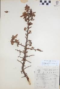 Bursera bipinnata image