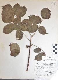 Bursera grandifolia image