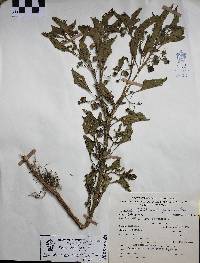 Jaltomata procumbens image