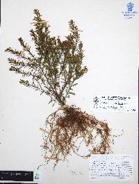 Cuphea hyssopifolia image