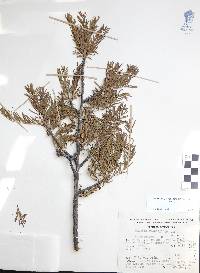 Bursera galeottiana image