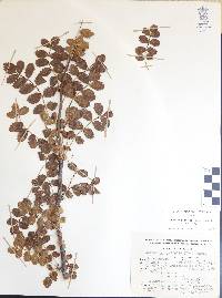 Bursera glabrifolia image