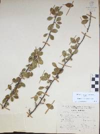 Bursera schlechtendalii image