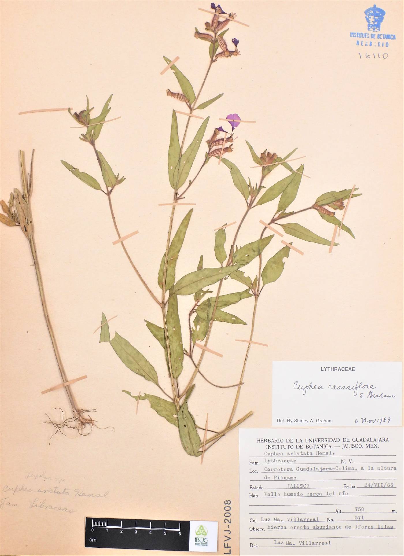 Cuphea crassiflora image