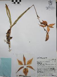 Laelia autumnalis image