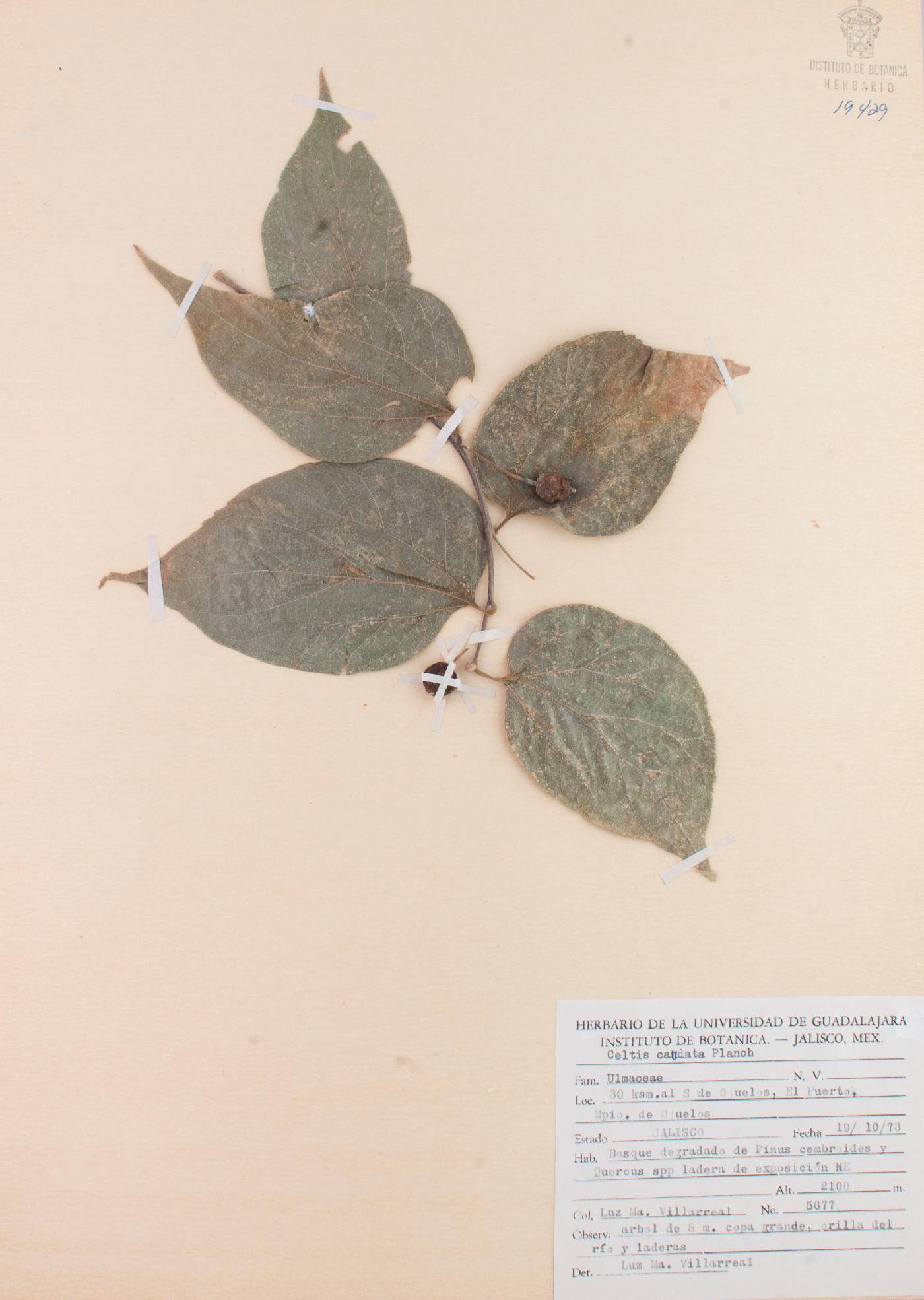 Celtis caudata image