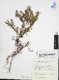 Cuphea hyssopifolia image