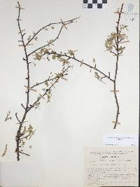 Bursera arida image