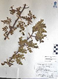 Bursera glabrifolia image