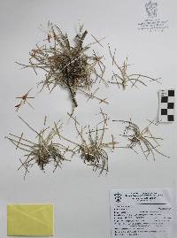 Tillandsia recurvata image