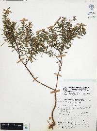 Cuphea hyssopifolia image