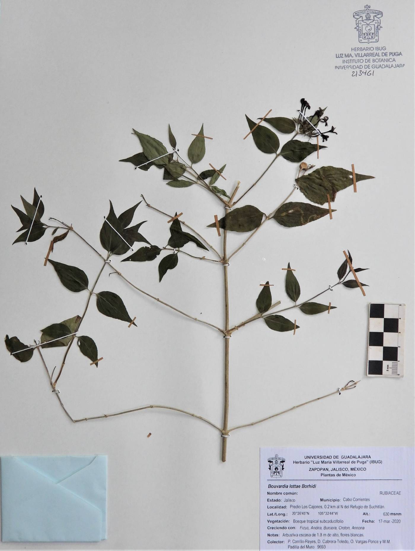 Bouvardia lottae image