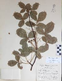Bursera heteresthes image