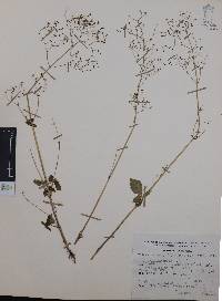 Valeriana sorbifolia var. sorbifolia image
