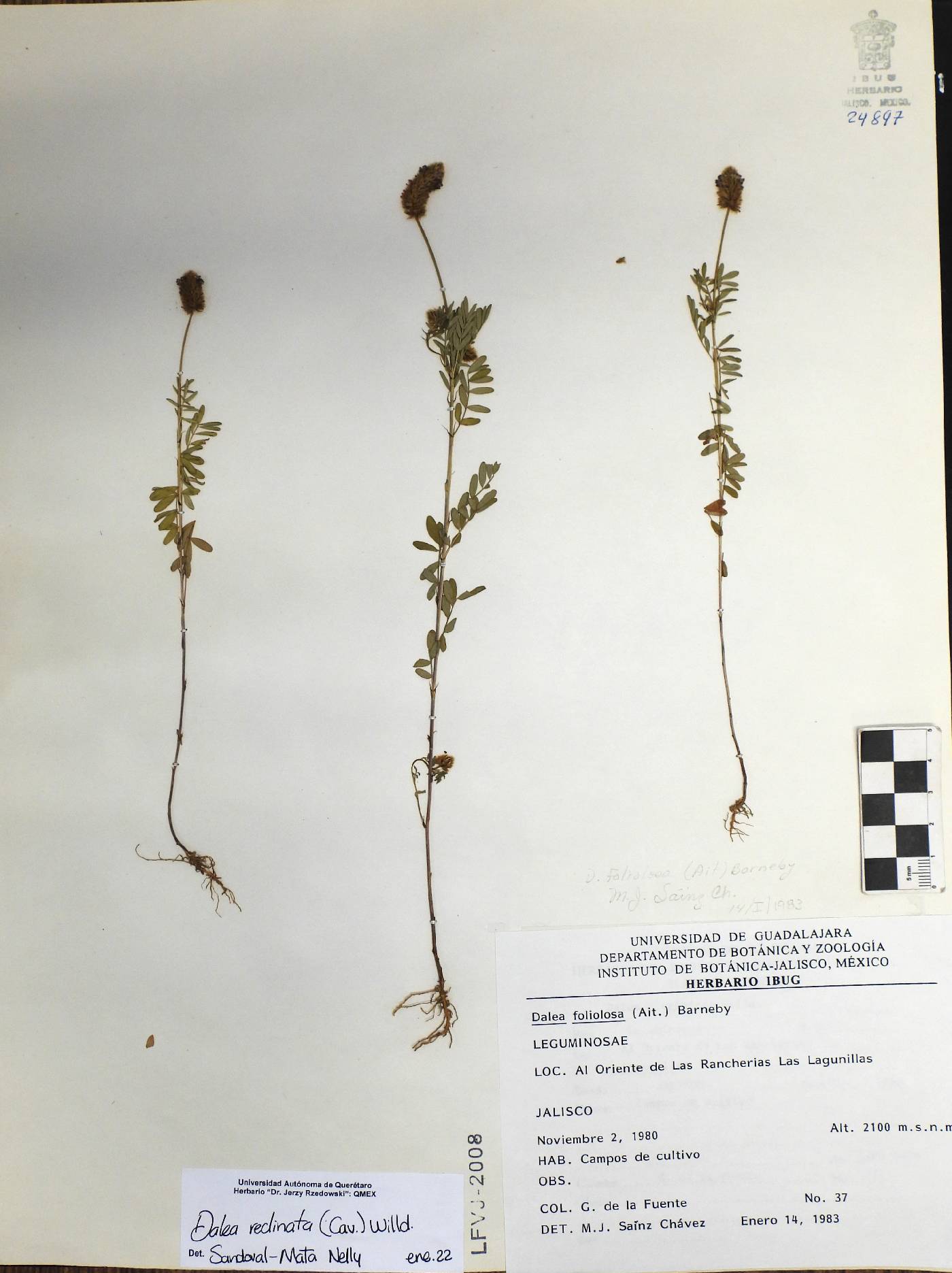 Dalea reclinata image