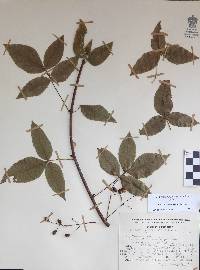 Bursera heteresthes image